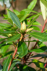 Close up of Rhododendron buds