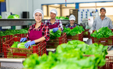 Positive latin woman sorting and processing fresh lettuce during work day in vegetable factory.