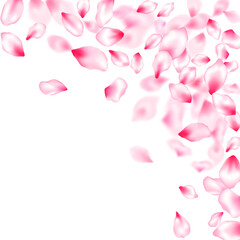 Pink cherry blossom petals isolated