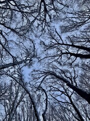 trees and sky