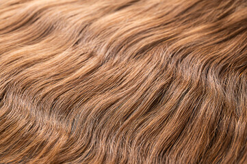 Hair extension close-up with blur.