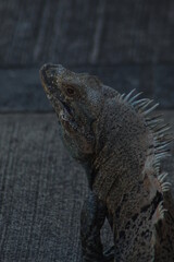 iguana on the ground
