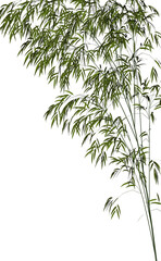 Bamboo - 3D render