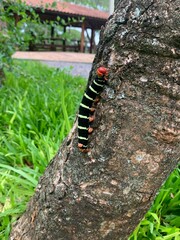 caterpillar on a branch