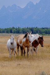 three horses standing in front of the mountains