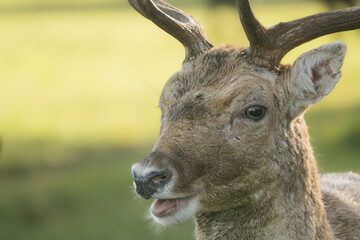 Wild Fallow Deer, dama dama, in Phoenix Park, Dublin.