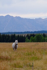 white horse standing in front of the mountains