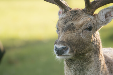 Obraz premium Wild Fallow Deer, dama dama, in Phoenix Park, Dublin.
