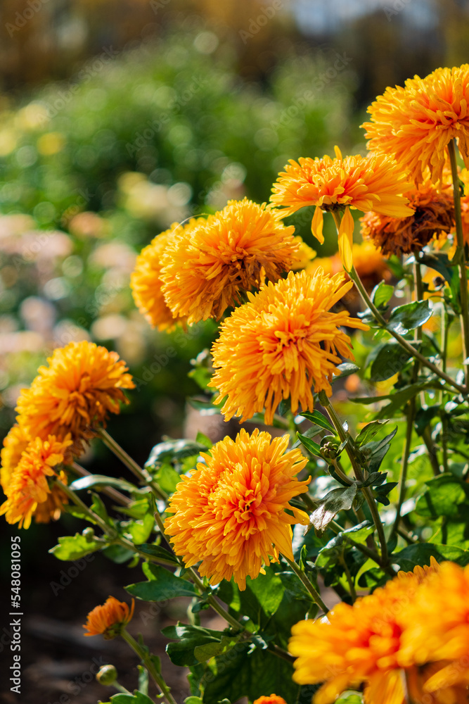 Sticker chrysanthemum flower in sunlight in autumn