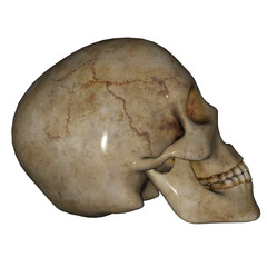 Skull face - 3D render