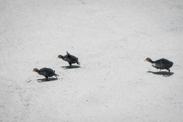 Entenküken überqueren die Straße im Rhododendron Park, Bremen. 