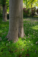 Rhododendron Park, Bremen