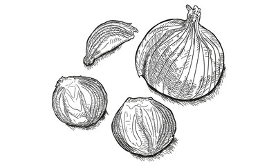 Onion. Whole, sliced vegetable. Rings. Ink botanical vintage illustration. Isolated clipart set on white background.