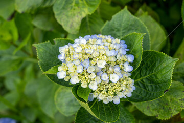 White and Purple Flowers Known as Hortensia, Penny Mac or Bigleaf, French, Lacecap or Mophead Hydrangea,  (Hydrangea macrophylla) in a Garden