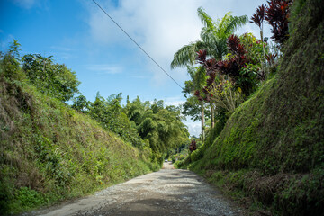 Empty Dirt Road Surrounded by Banana Trees