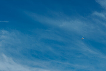 Fototapeta premium Sky with seagull 