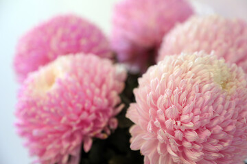 Closeup of pink and white Chrysanthemum flowers with shllow depth of focus