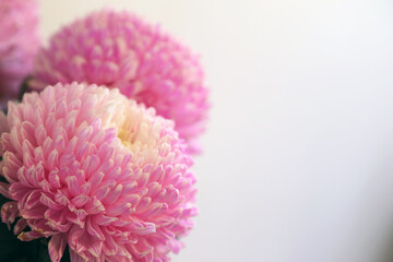 Closeup of pink and white Chrysanthemum flowers with shllow depth of focus