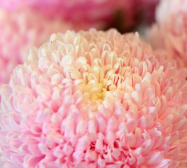Closeup of pink and white Chrysanthemum flowers with shllow depth of focus