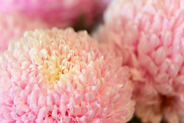 Closeup of pink and white Chrysanthemum flowers with shllow depth of focus