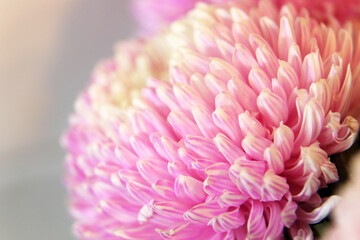 Closeup of pink and white Chrysanthemum flowers with shllow depth of focus