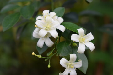beautiful white flowers