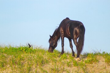 Wild horse on the Carova beach in Outer Banks, North Carolina