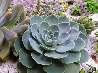 succulent  plant