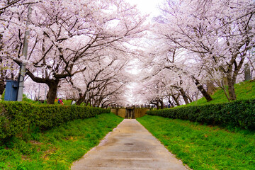 spring in the park
