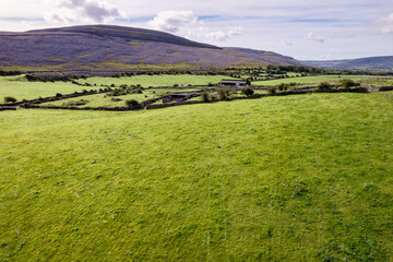 Cows grazing green juicy grass on a field in Burren area, Ireland. Agriculture and farming industry, Food supply chain. Aerial view. Warm sunny day. Traditional trade. Calm and peaceful mood.