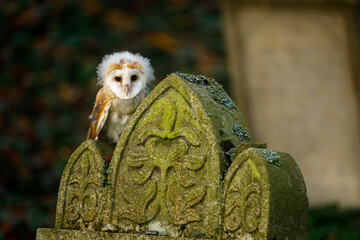 Fluffy owl chick. Beautiful young barn owl, Tyto alba, perched on old grave stone. Adorable...