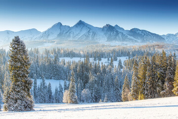 Winter scenic landscape