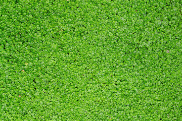 Small green moist leaves of Mentha requienii plant growing in garden