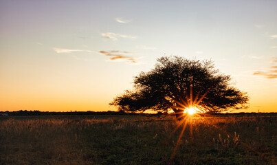Calden at sunset, typical tree of La Pampa region in Argentina - Prosopis Caldenia