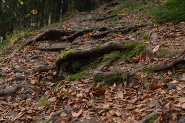 Fototapeta na wymiar view of tree roots sticking out of the ground among the fallen leaves of trees on a hiking trail in a mixed forest in autumn