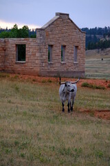 big horn in front of a stone building