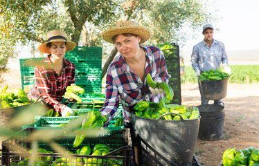 Portrait of positive caucasian woman gardener sorting harvested green pepper with co-workers outdoors.