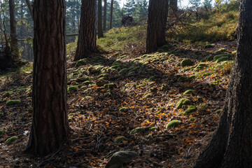 green moss among fallen pine needles in a coniferous forest in the sunlight in late autumn