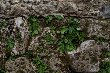 moss, green plants on stone wall. Close up. Background. Texture.