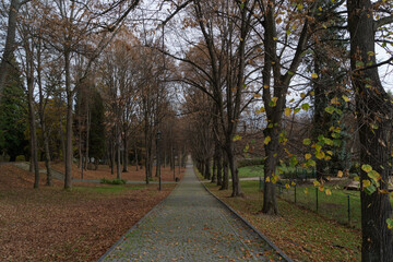 Fototapeta na wymiar view of the path between tall trees in the park in perspective autumn park with yellow fallen leaves and bare trees in Polanica Zdroj Poland