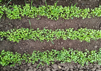 green seedlings of mustard, oats, vetch, sowing green manure in a greenhouse