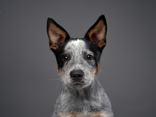 Naklejka na ściany i meble Australian Heeler puppy. Dog on a gray background in the studio