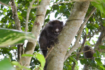Monkey on Sugarloaf Mountain in Rio de Janeiro Brazil