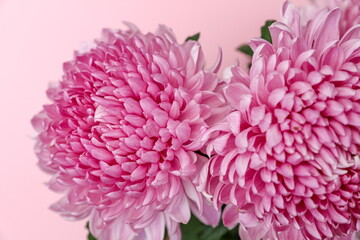 Light pink Chrysanthemum flowers background
