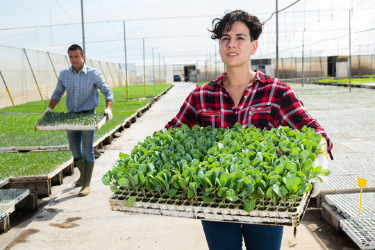Portrait of latin woman gardener standing inside hothouse, holding cell tray with leafy sprouts.