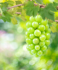 Bunch of Sweet green grape over green natural garden Blur background, Shine Muscat Grape with leaves in blur background.