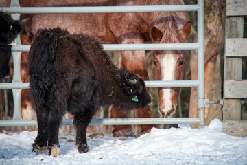 Baby Yak on the other side of the gate checking out the  horse 