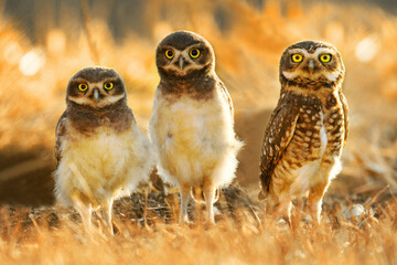 Burrowing owl family on the nature