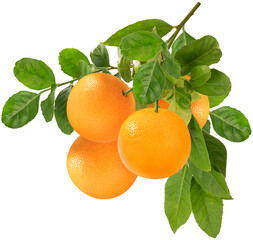 Bunch of Orange fruit with leaf 
 isolated on white background, Orange fruit with leaves on a branch over white With work path.