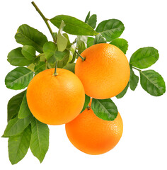 Bunch of Orange fruit with leaf 
 isolated on white background, Orange fruit with leaves on a branch over white With work path.